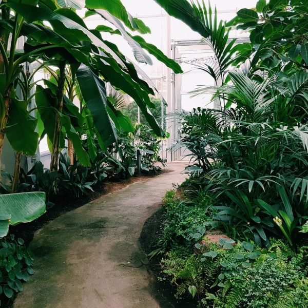 photography of pathway surrounded by plants.jpg